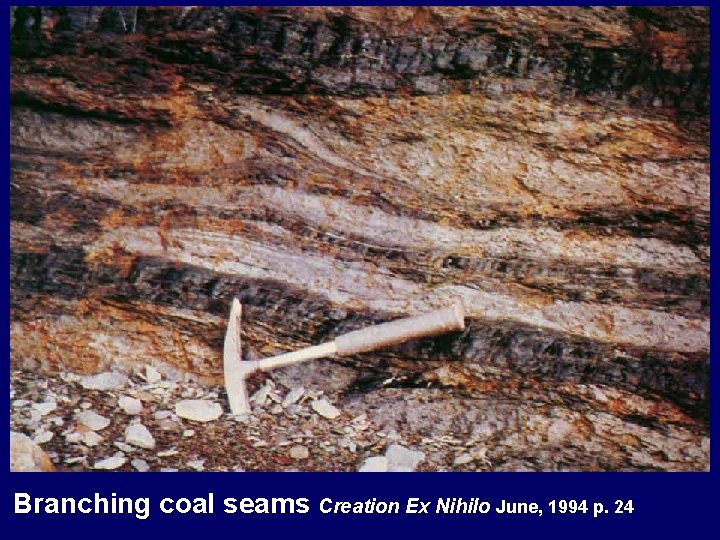 Branching coal seams Creation Ex Nihilo June, 1994 p. 24 