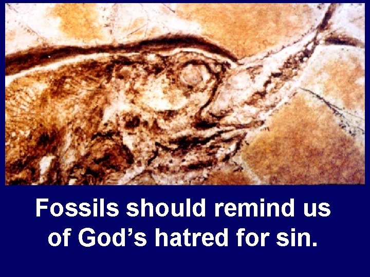 Fossils should remind us of God’s hatred for sin. 