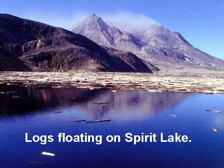 Logs floating on Spirit Lake. 