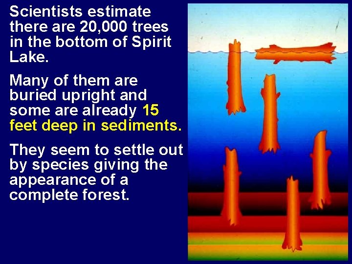 Scientists estimate there are 20, 000 trees in the bottom of Spirit Lake. Many