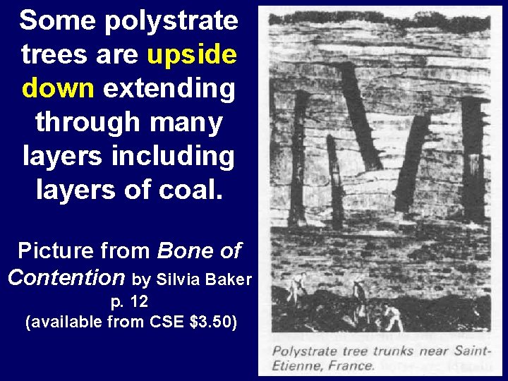 Some polystrate trees are upside down extending through many layers including layers of coal.