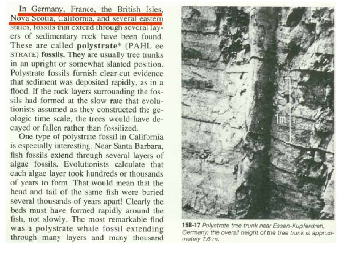 petrified tree running through rock layers (geologic enigmas? ) Bob Jones Earth Science p.
