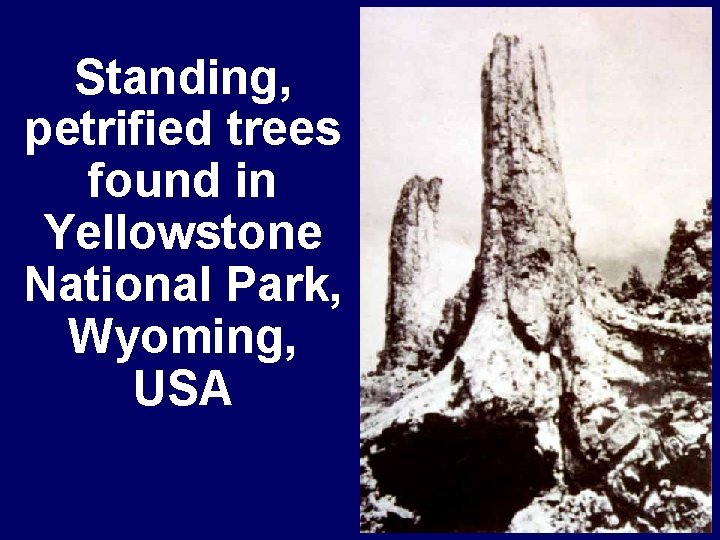 Standing, petrified trees found in Yellowstone National Park, Wyoming, USA 