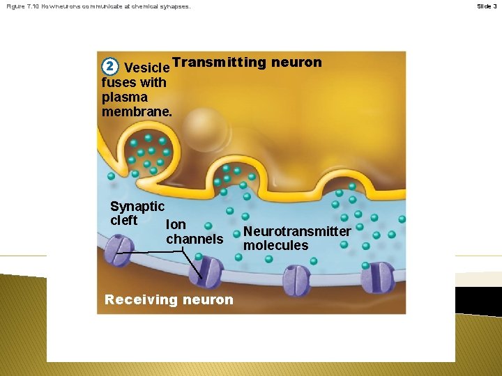 Figure 7. 10 How neurons communicate at chemical synapses. Slide 3 2 Vesicle Transmitting