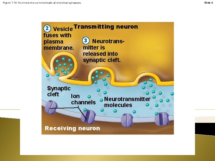 Figure 7. 10 How neurons communicate at chemical synapses. Slide 4 2 Vesicle Transmitting