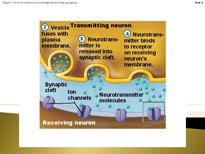 Figure 7. 10 How neurons communicate at chemical synapses. Slide 5 2 Vesicle Transmitting