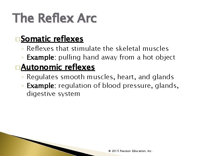 The Reflex Arc � Somatic reflexes ◦ Reflexes that stimulate the skeletal muscles ◦