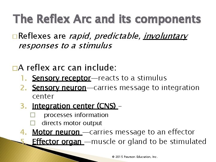 The Reflex Arc and its components � Reflexes are rapid, predictable, involuntary responses to