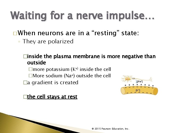 Waiting for a nerve impulse… � When neurons are in a “resting” state: ◦