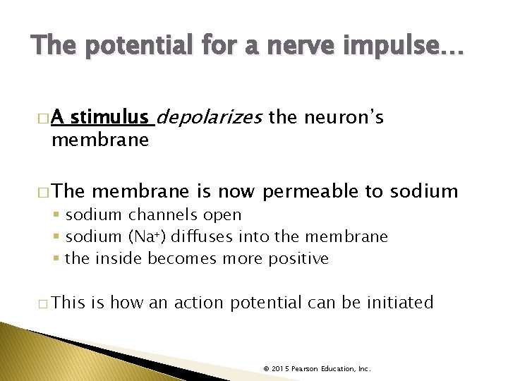 The potential for a nerve impulse… stimulus depolarizes the neuron’s membrane �A � The
