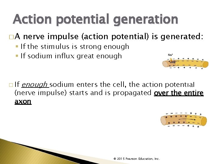 Action potential generation �A nerve impulse (action potential) is generated: § If the stimulus