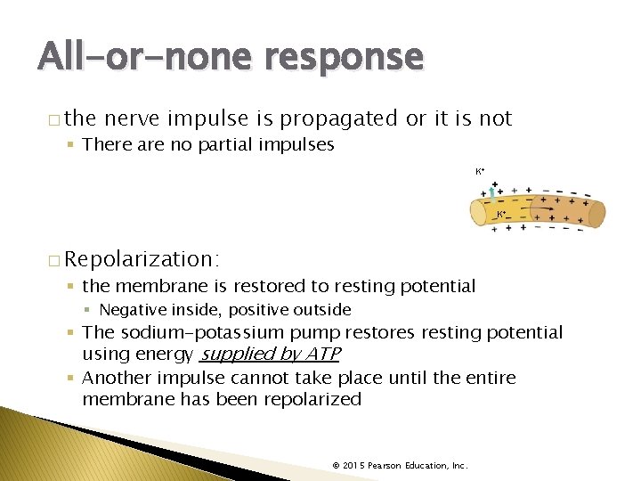 All-or-none response � the nerve impulse is propagated or it is not § There