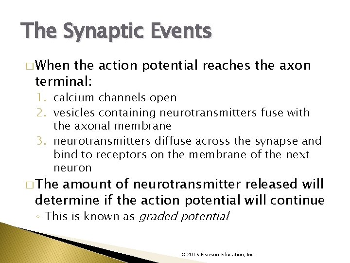 The Synaptic Events � When the action potential reaches the axon terminal: 1. calcium