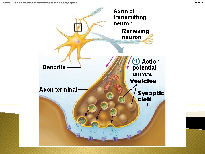 Figure 7. 10 How neurons communicate at chemical synapses. Slide 2 Axon of transmitting