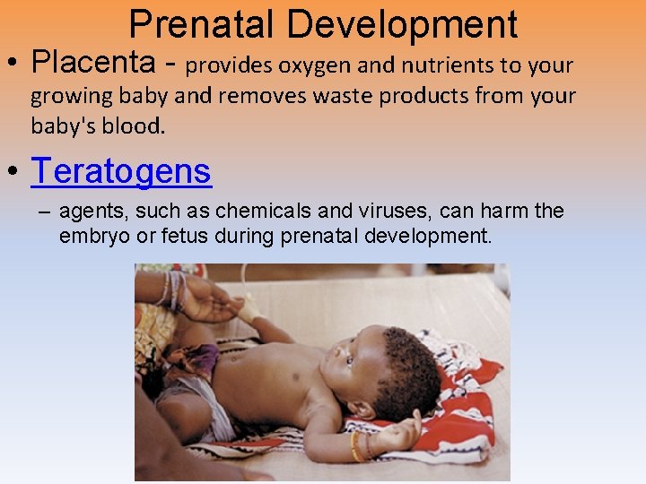 Prenatal Development • Placenta - provides oxygen and nutrients to your growing baby and