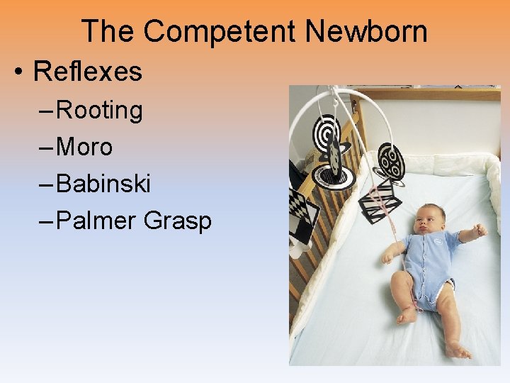 The Competent Newborn • Reflexes – Rooting – Moro – Babinski – Palmer Grasp