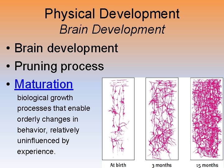 Physical Development Brain Development • Brain development • Pruning process • Maturation biological growth