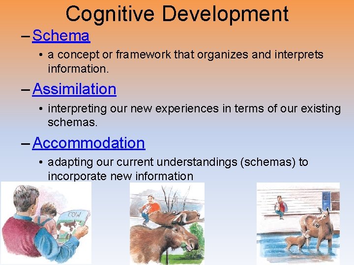 Cognitive Development – Schema • a concept or framework that organizes and interprets information.