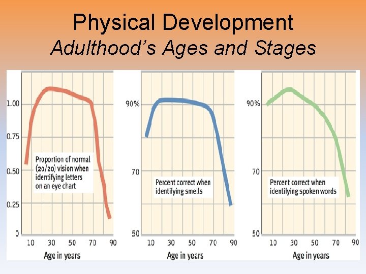 Physical Development Adulthood’s Ages and Stages 