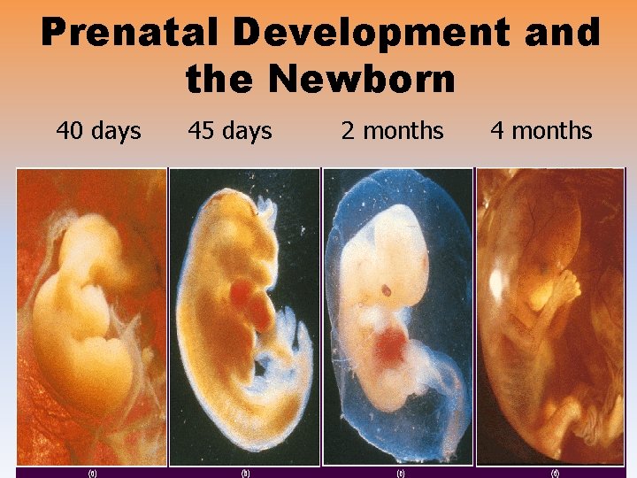 Prenatal Development and the Newborn 40 days 45 days 2 months 4 months 