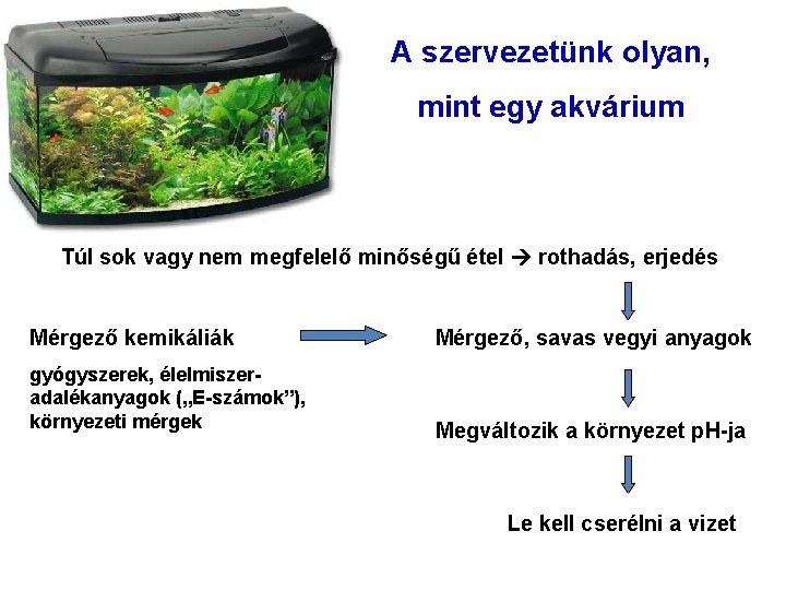 A szervezetünk olyan, mint egy akvárium Túl sok vagy nem megfelelő minőségű étel rothadás,