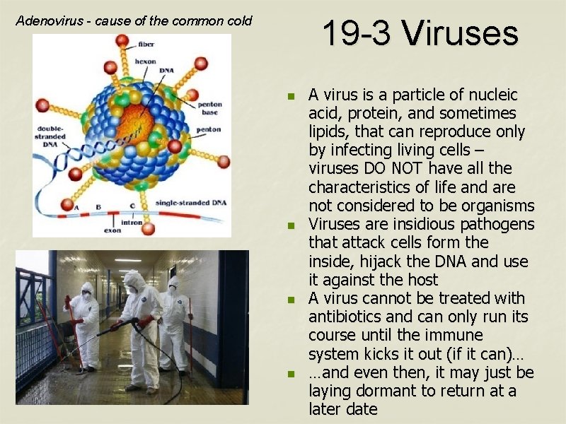 Adenovirus - cause of the common cold 19 -3 Viruses n n A virus