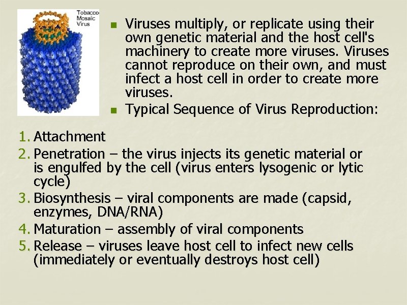 n n Viruses multiply, or replicate using their own genetic material and the host