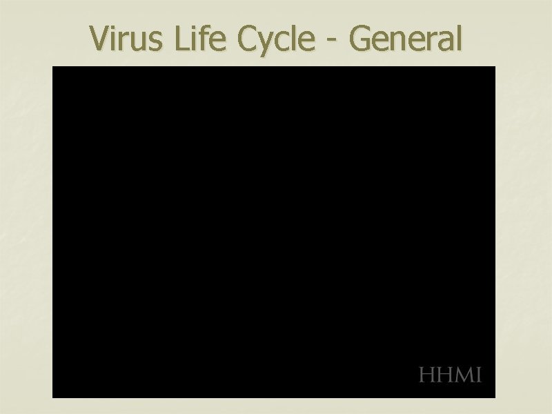 Virus Life Cycle - General 