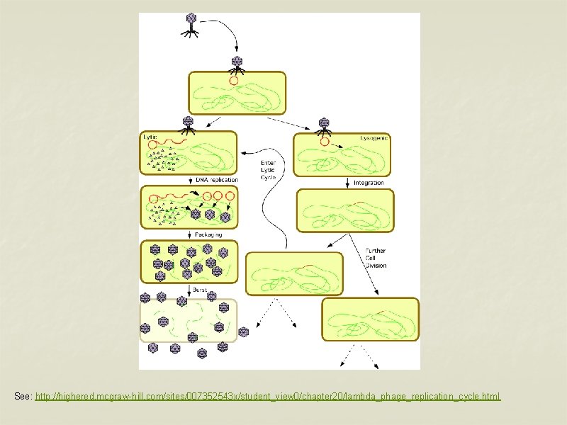 See: http: //highered. mcgraw-hill. com/sites/007352543 x/student_view 0/chapter 20/lambda_phage_replication_cycle. html 