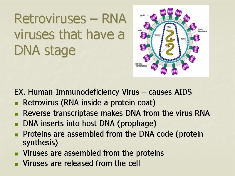 Retroviruses – RNA viruses that have a DNA stage EX. Human Immunodeficiency Virus –