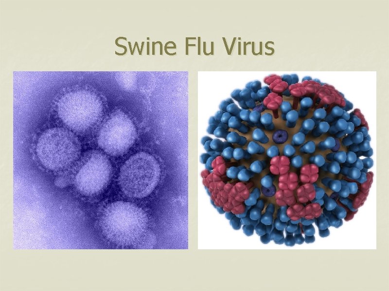 Swine Flu Virus 