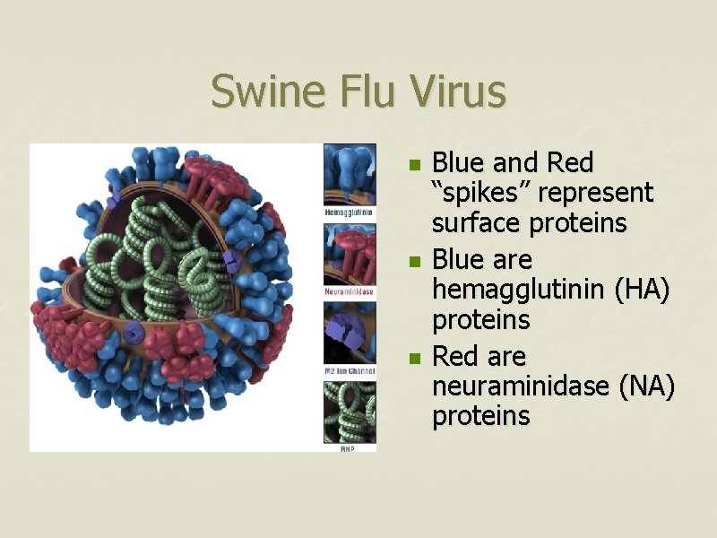 Swine Flu Virus n n n Blue and Red “spikes” represent surface proteins Blue