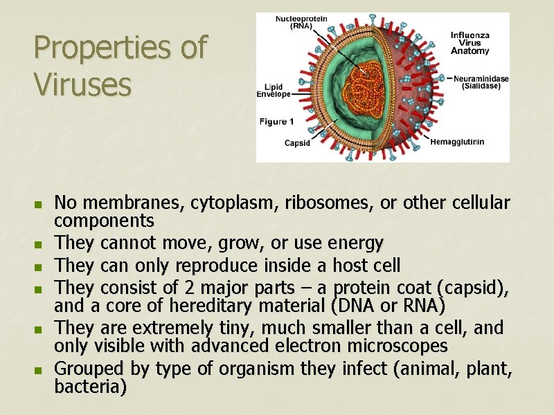 Properties of Viruses n n n No membranes, cytoplasm, ribosomes, or other cellular components