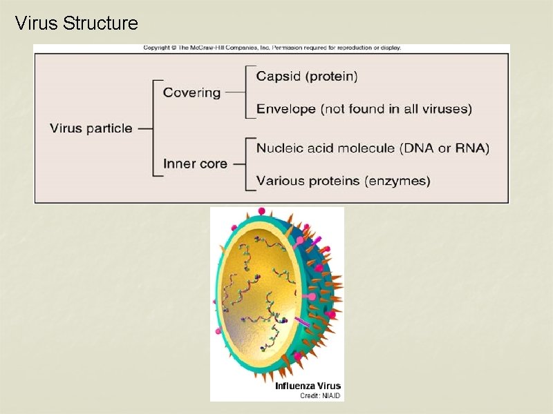 Virus Structure 