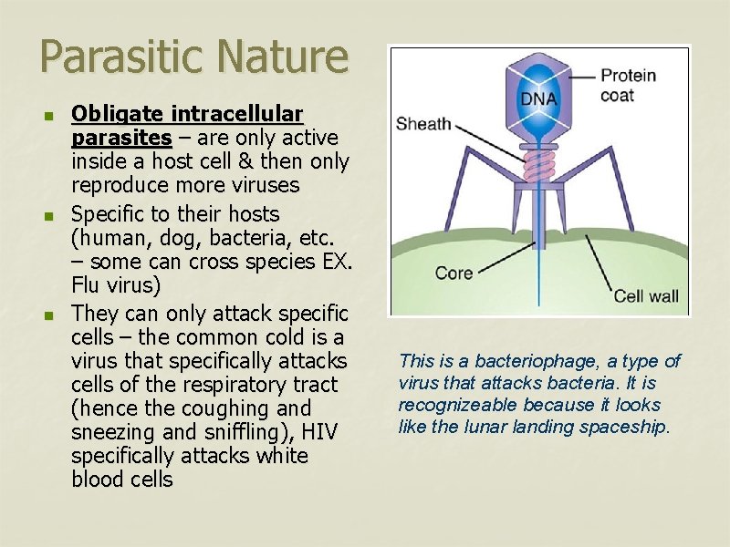 Parasitic Nature n n n Obligate intracellular parasites – are only active inside a