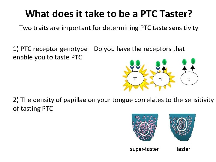 What does it take to be a PTC Taster? Two traits are important for