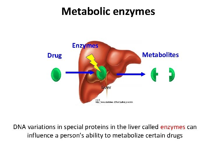 Metabolic enzymes Enzymes Metabolites Drug Liver DNA variations in special proteins in the liver