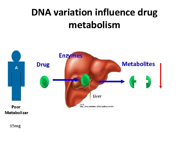 DNA variation influence drug metabolism Enzymes A Metabolites Drug Liver Poor Metabolizer 95 mg