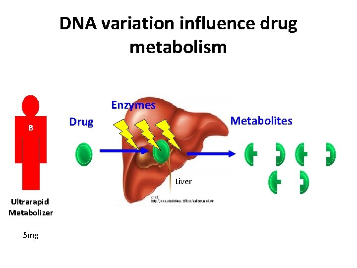 DNA variation influence drug metabolism Enzymes B Metabolites Drug Liver Ultrarapid Metabolizer 5 mg