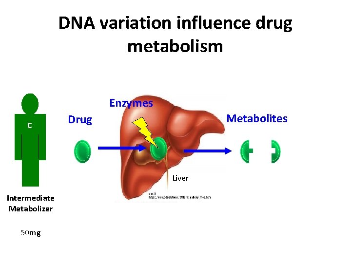 DNA variation influence drug metabolism Enzymes C Metabolites Drug Liver Intermediate Metabolizer 50 mg