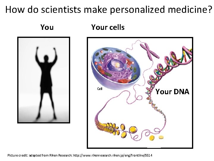 How do scientists make personalized medicine? Your cells Your DNA Picture credit: adapted from