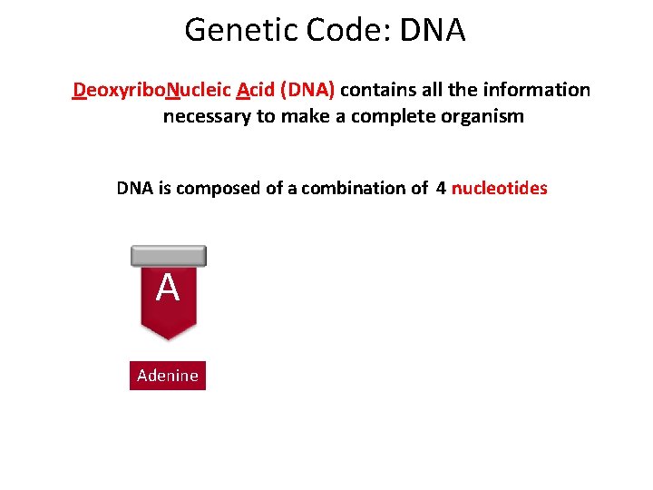 Genetic Code: DNA Deoxyribo. Nucleic Acid (DNA) contains all the information necessary to make