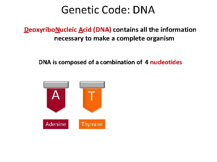 Genetic Code: DNA Deoxyribo. Nucleic Acid (DNA) contains all the information necessary to make