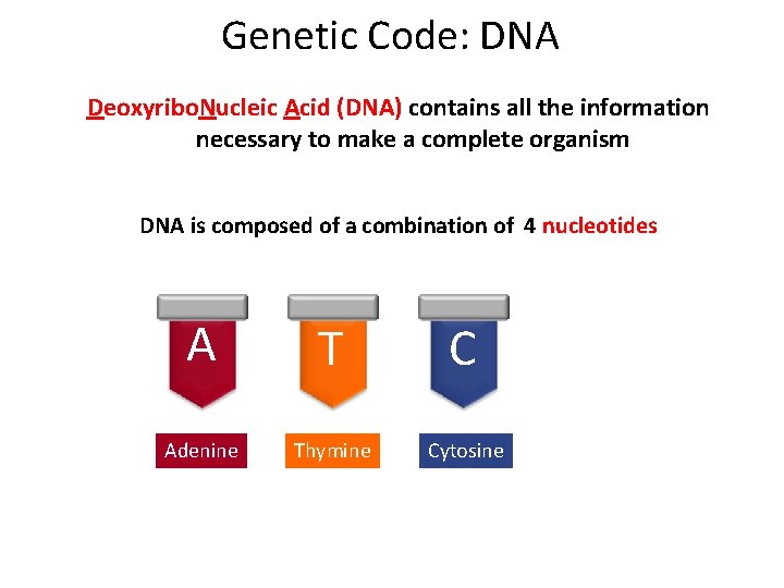 Genetic Code: DNA Deoxyribo. Nucleic Acid (DNA) contains all the information necessary to make