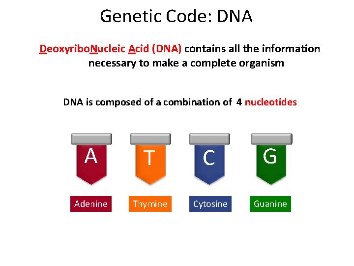 Genetic Code: DNA Deoxyribo. Nucleic Acid (DNA) contains all the information necessary to make
