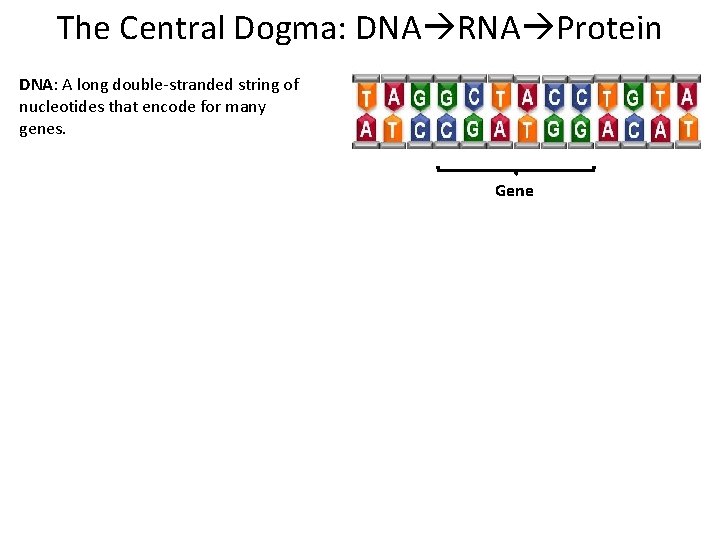 The Central Dogma: DNA RNA Protein DNA: A long double-stranded string of nucleotides that