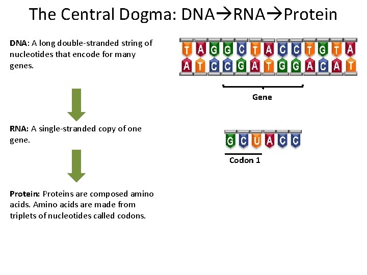 The Central Dogma: DNA RNA Protein DNA: A long double-stranded string of nucleotides that