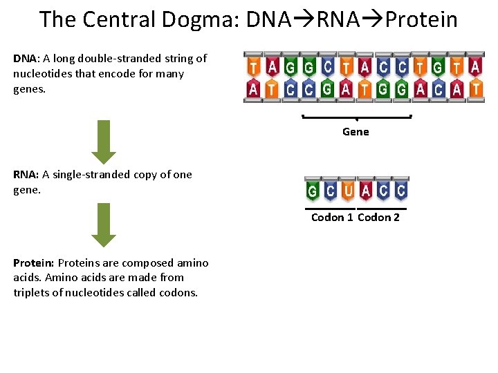 The Central Dogma: DNA RNA Protein DNA: A long double-stranded string of nucleotides that
