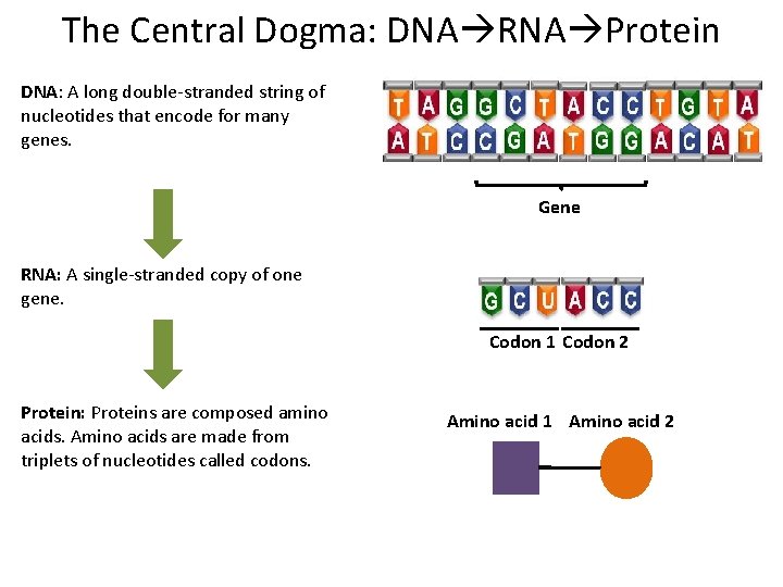 The Central Dogma: DNA RNA Protein DNA: A long double-stranded string of nucleotides that