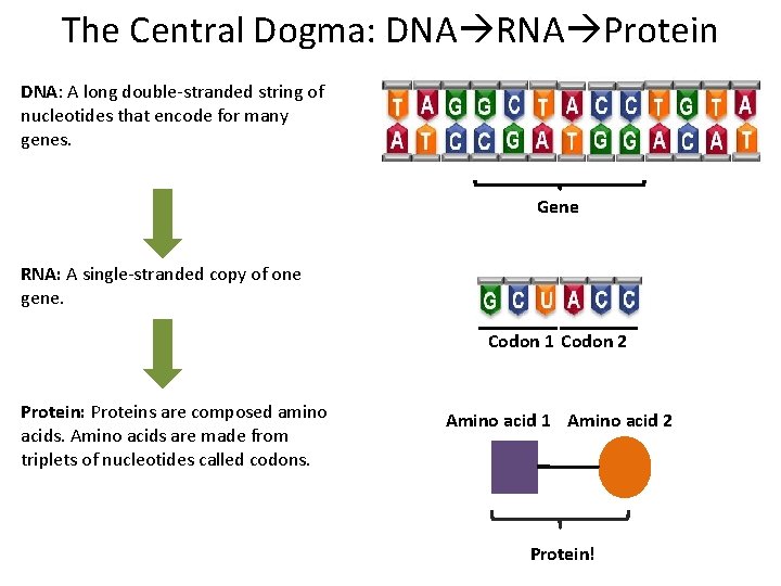 The Central Dogma: DNA RNA Protein DNA: A long double-stranded string of nucleotides that